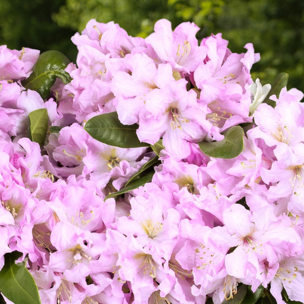 Rhododendron Rosa Dufthecke Inkarho