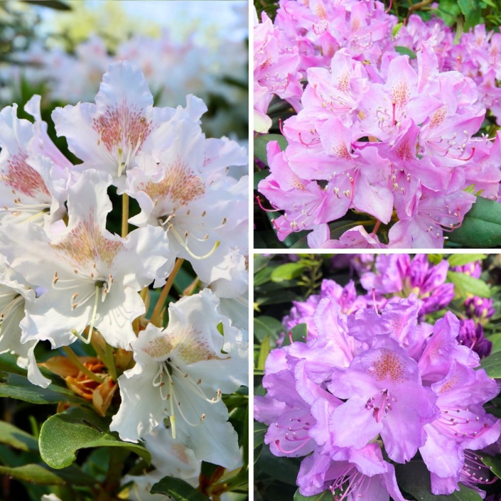 Rhododendron Three Sisters