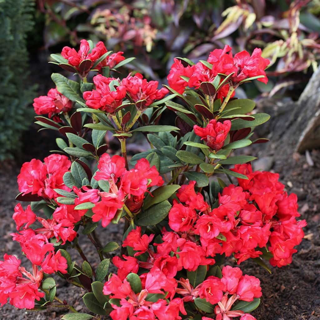 Rhododendron Burletta