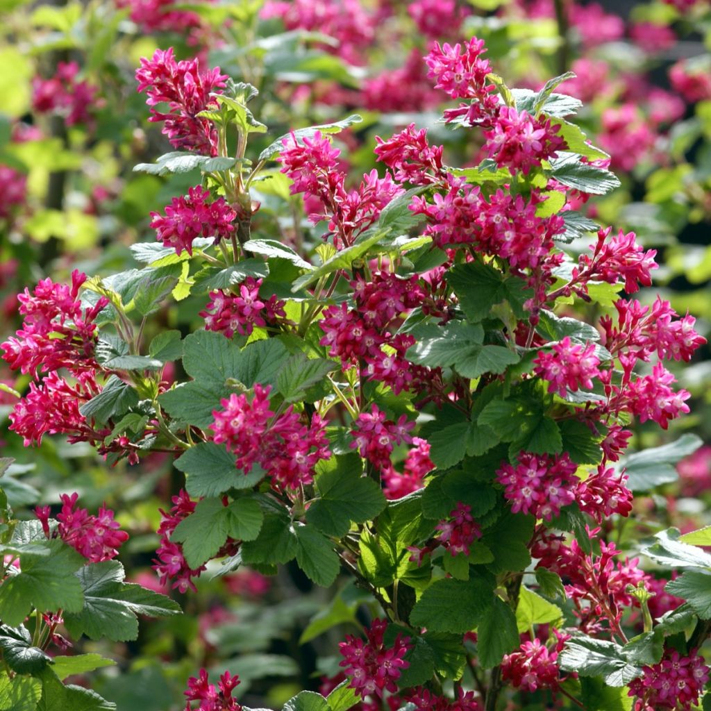 Ribes sanguineum - Flowering Currant