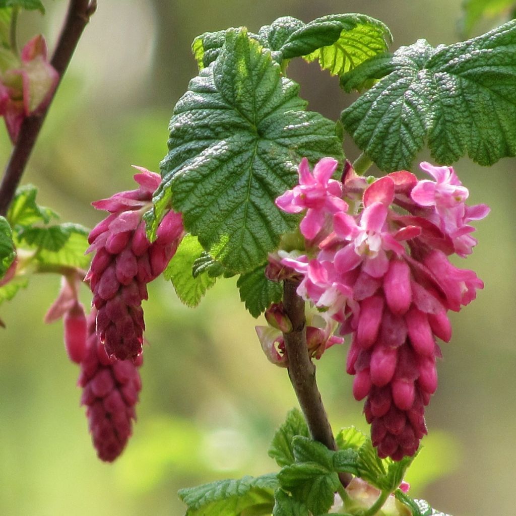 Ribes sanguineum - Flowering Currant