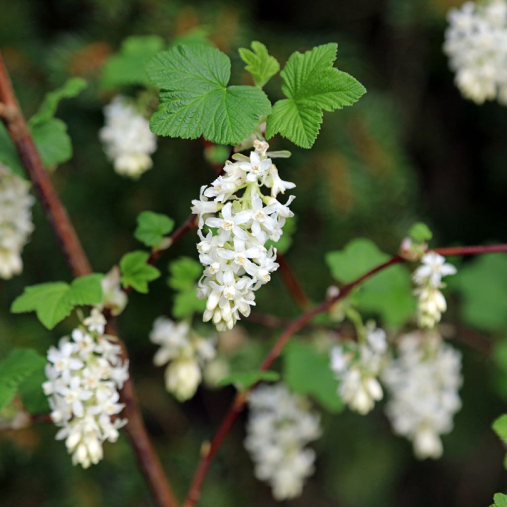 Ribes sanguineum Johannie Whitenow! - Flowering Currant