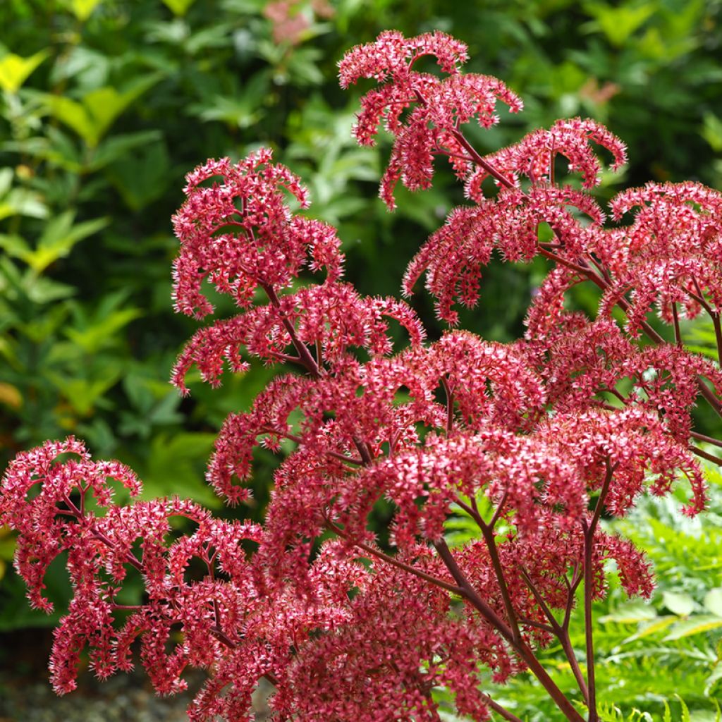 Rodgersia pinnata