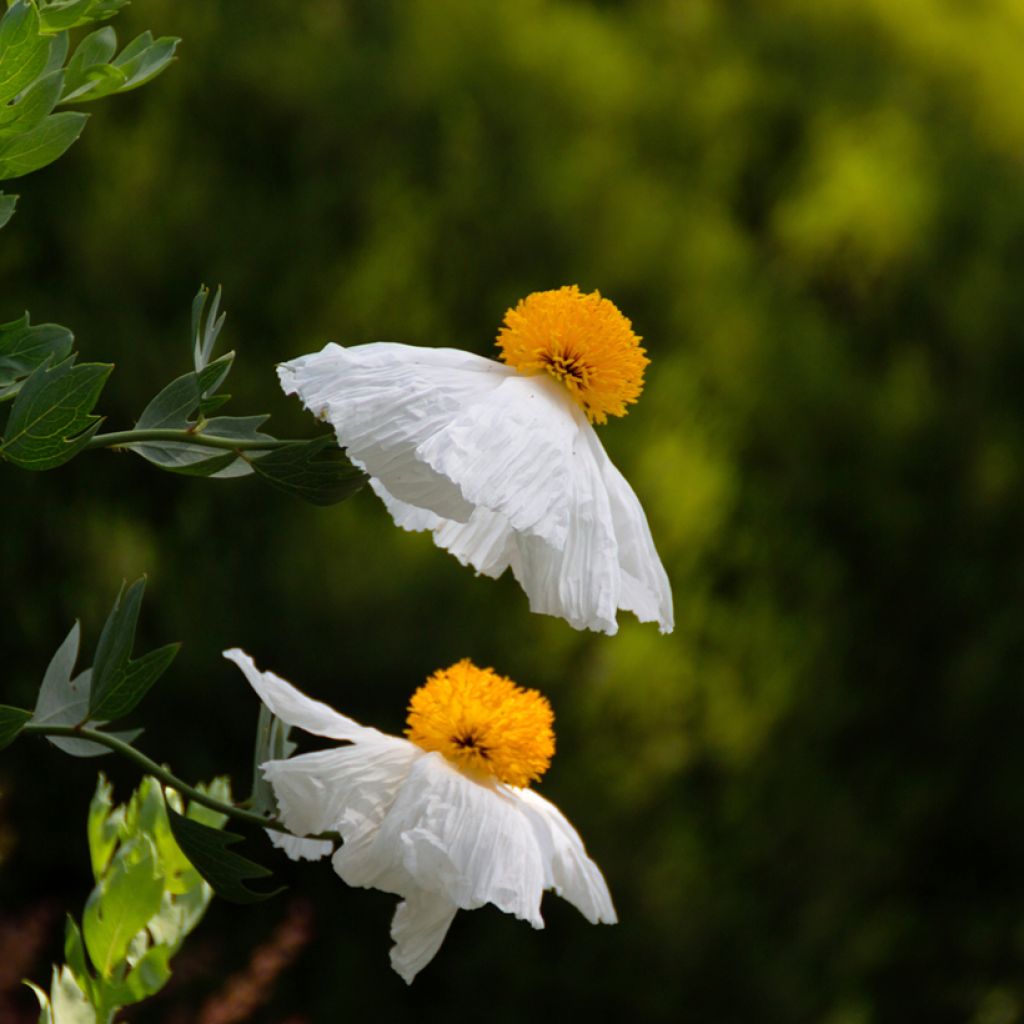 Romneya coulteri