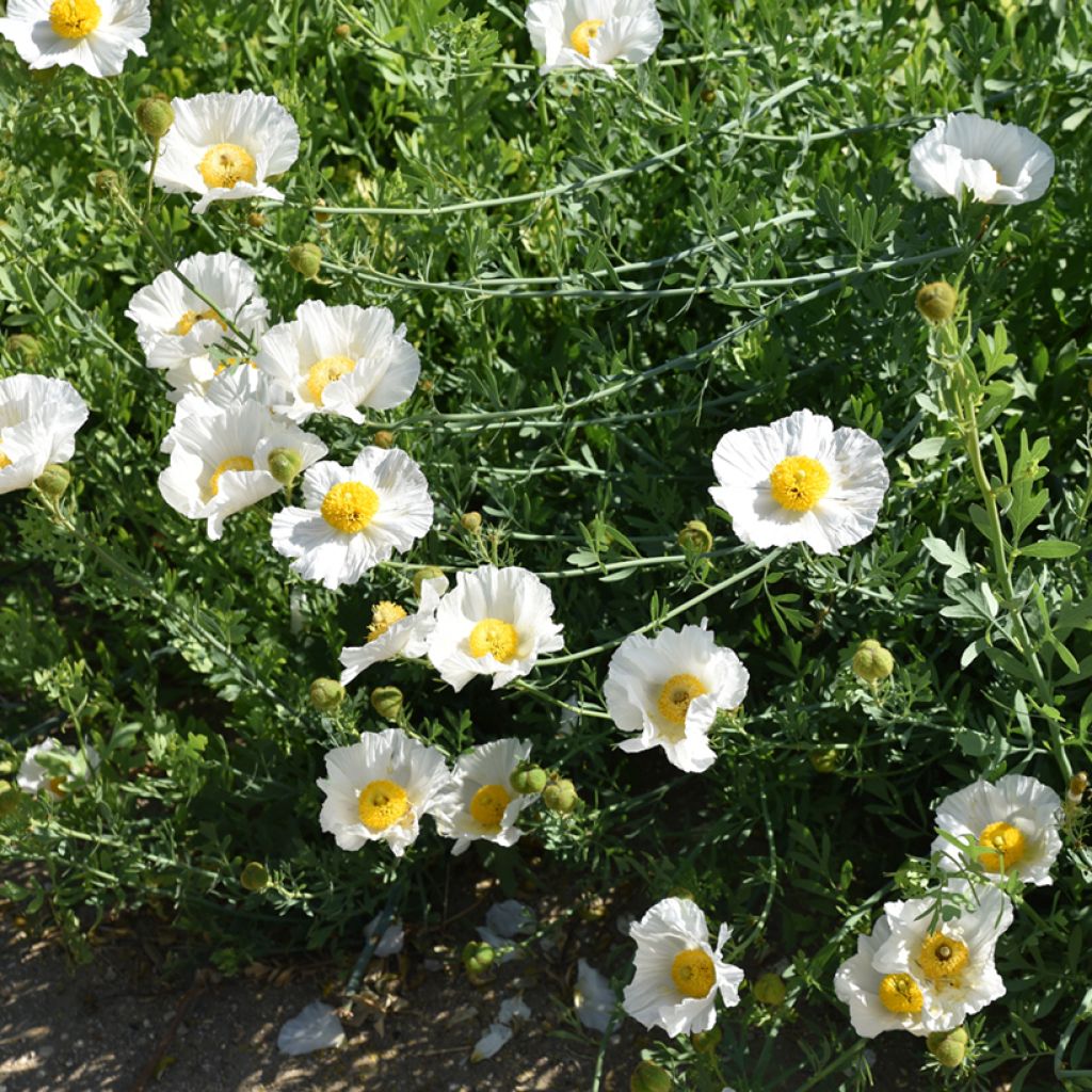 Romneya coulteri