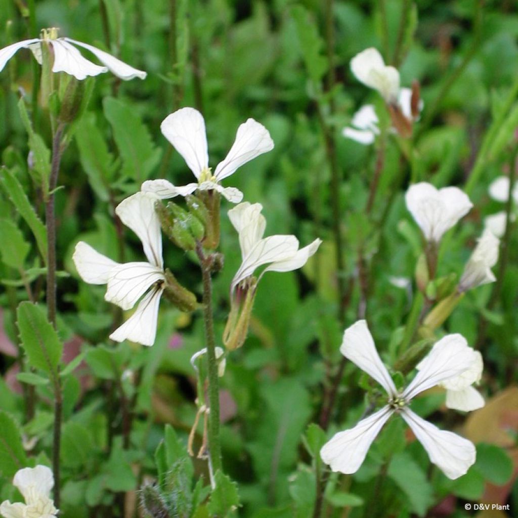 Roquette cultivée - Eruca vesicaria spp.sativa