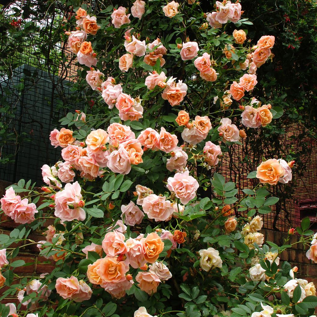 Rosa Above and Beyond  - Climbing Rose