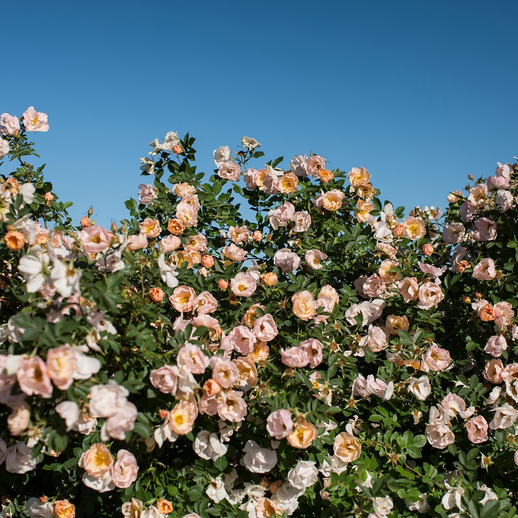 Rosa Above and Beyond  - Climbing Rose