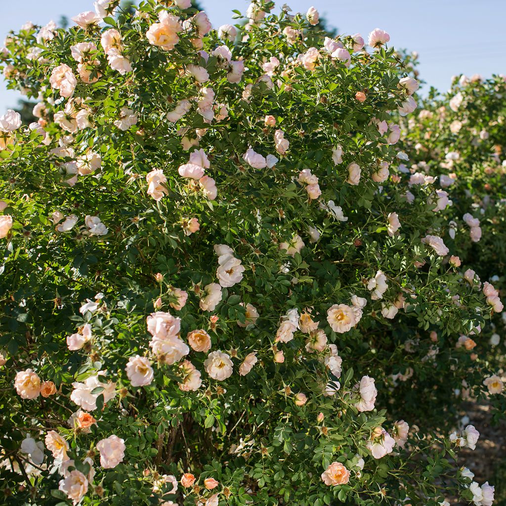 Rosa Above and Beyond  - Climbing Rose