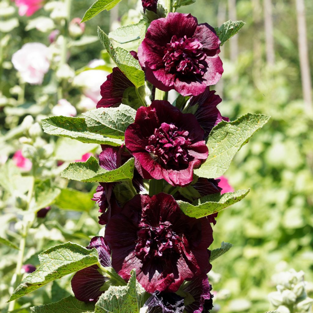 Alcea rosea Chaters Double Violet - Hollyhock