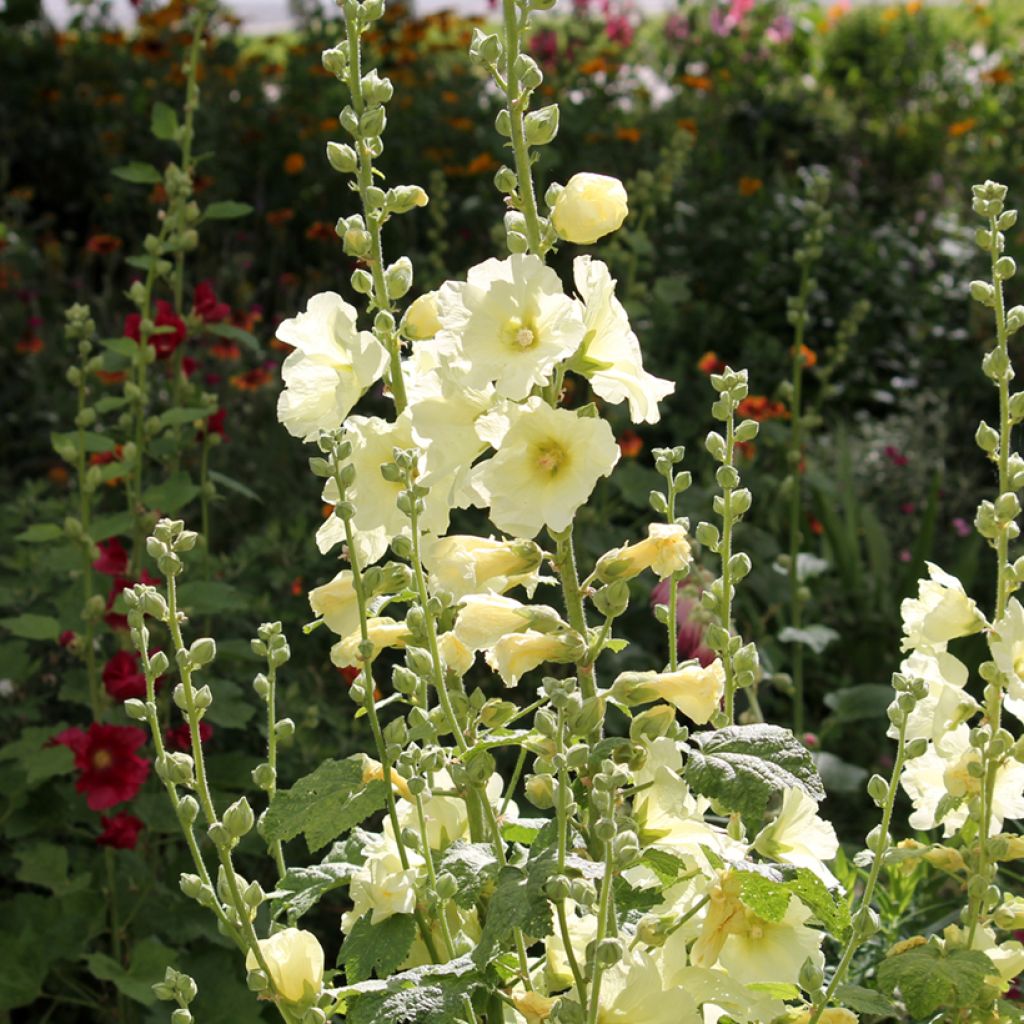 Alcea rosea Sunshine - Hollyhock