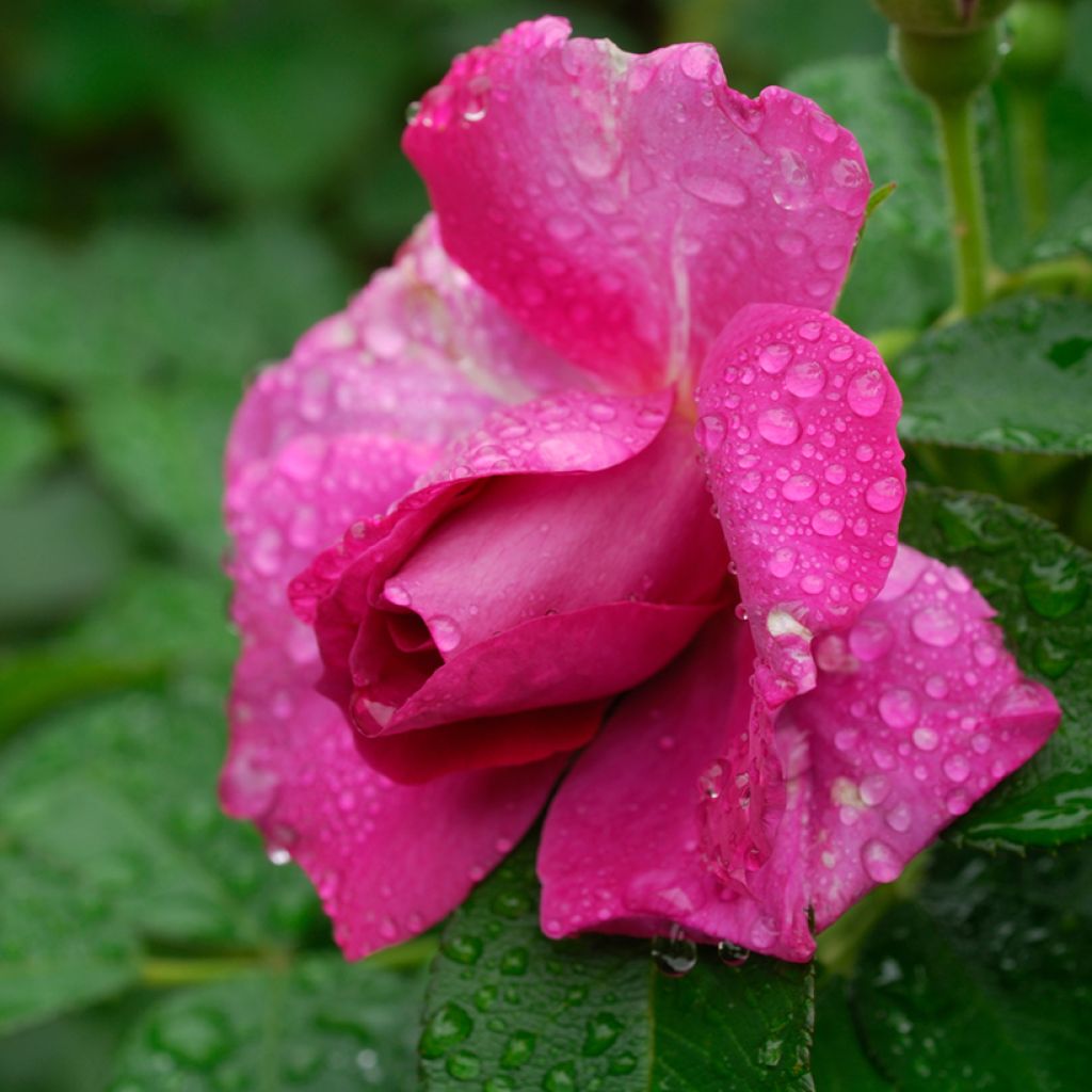 Rosa x rugosa 'Wild Edric' - Rugosa Rose