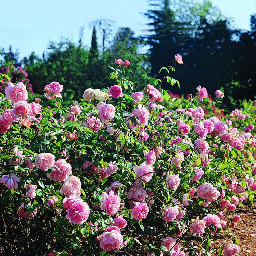 Rosa Generosa 'Sonia Rykiel' - Shrub Rose