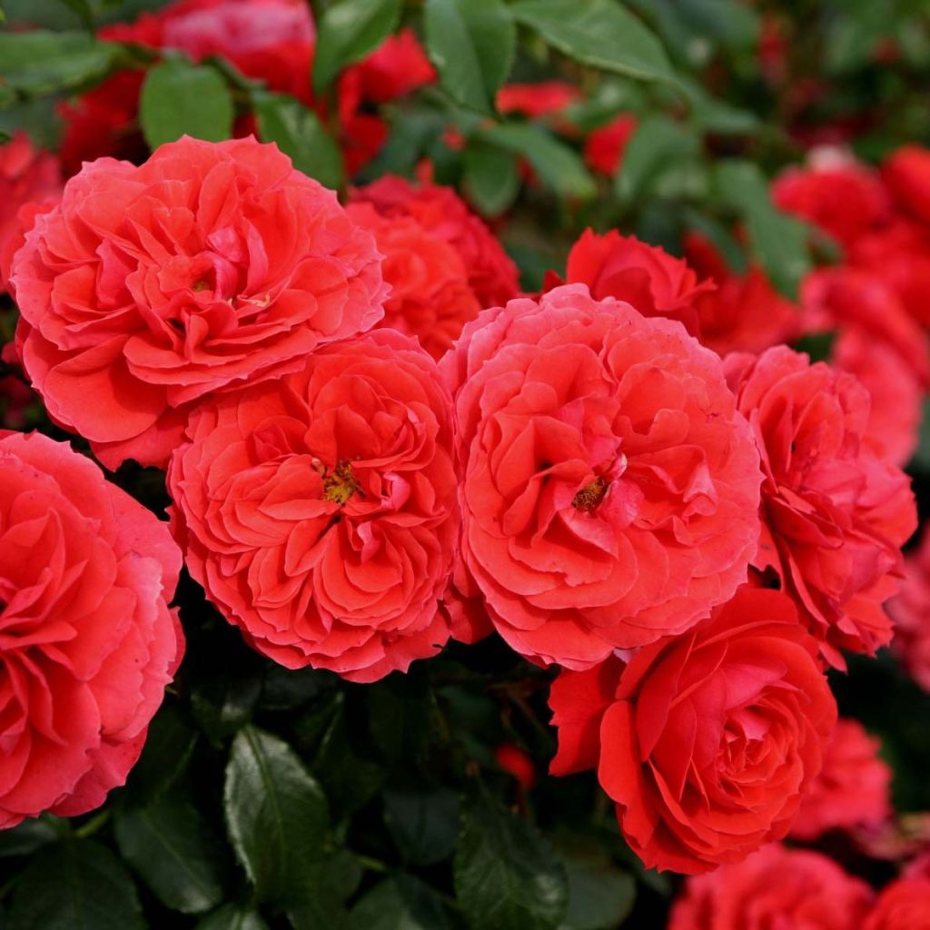 Rosa x floribunda 'Cherry Girl' - Patio Rose