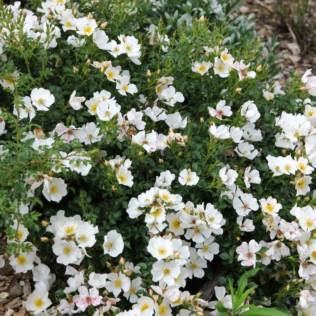 Rosa x polyantha Sans Contraintes 'Rose du Soleil' - Ground Cover Rose