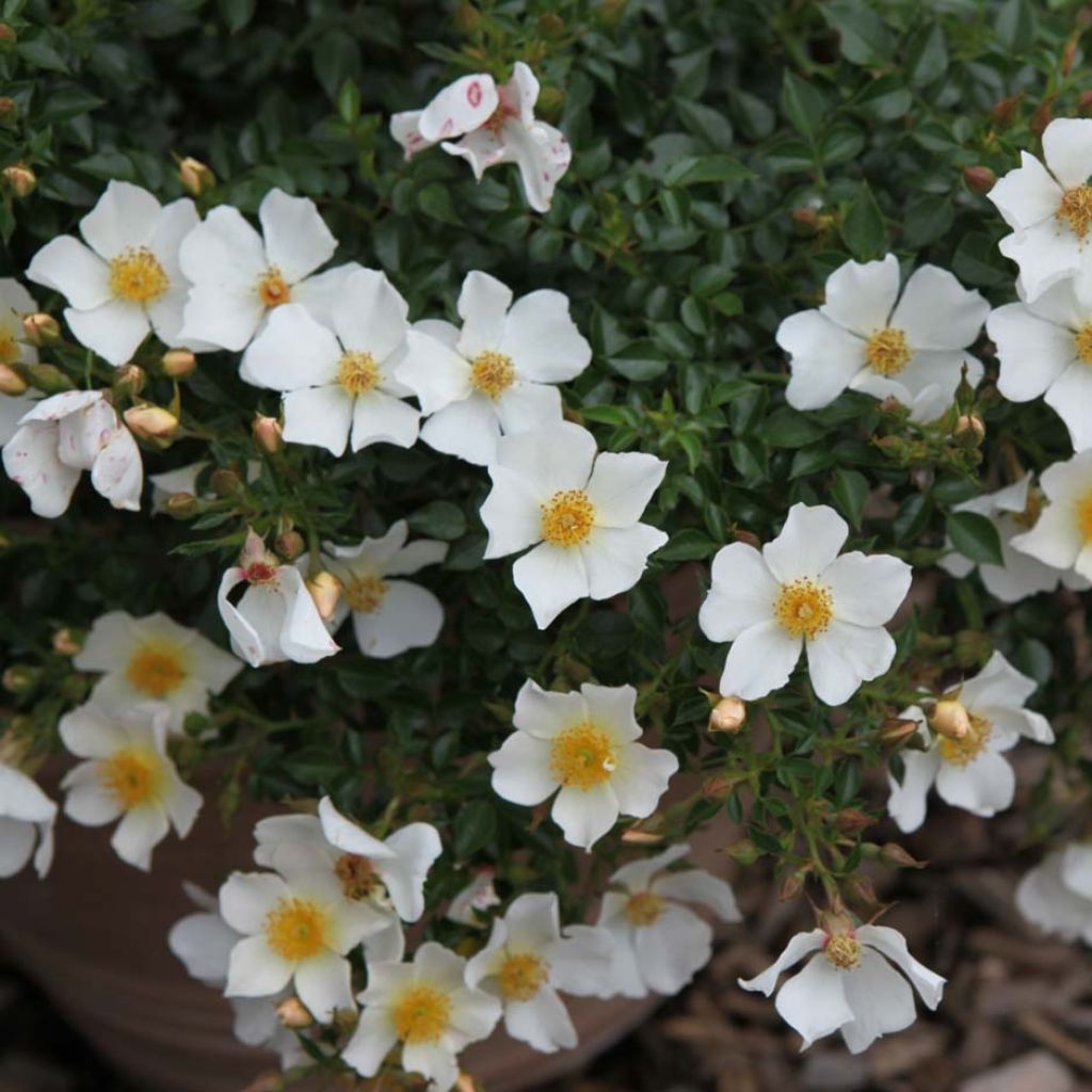 Rosa x polyantha Sans Contraintes 'Rose du Soleil' - Ground Cover Rose