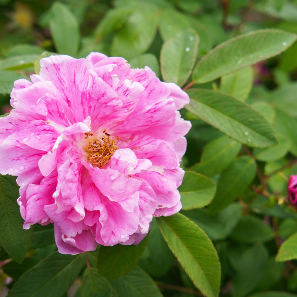 Rosa x rugosa Thérèse Bugnet - Shrub Rose