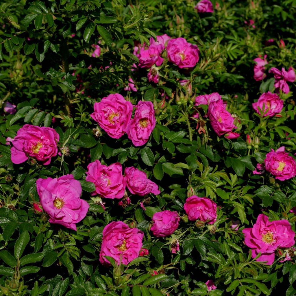 Rosier SAVORANOVA® Smart® - Rosa (x) rugosa