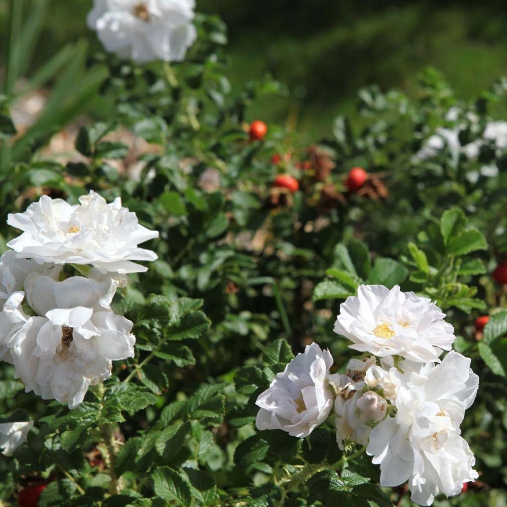 Rosa x rugosa 'SavoraNova White'  - Rugosa Rose