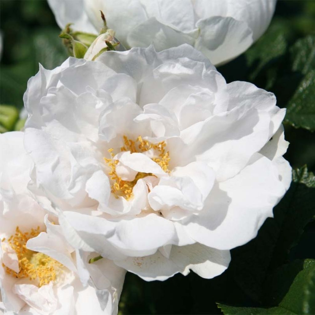 Rosa x rugosa 'SavoraNova White'  - Rugosa Rose