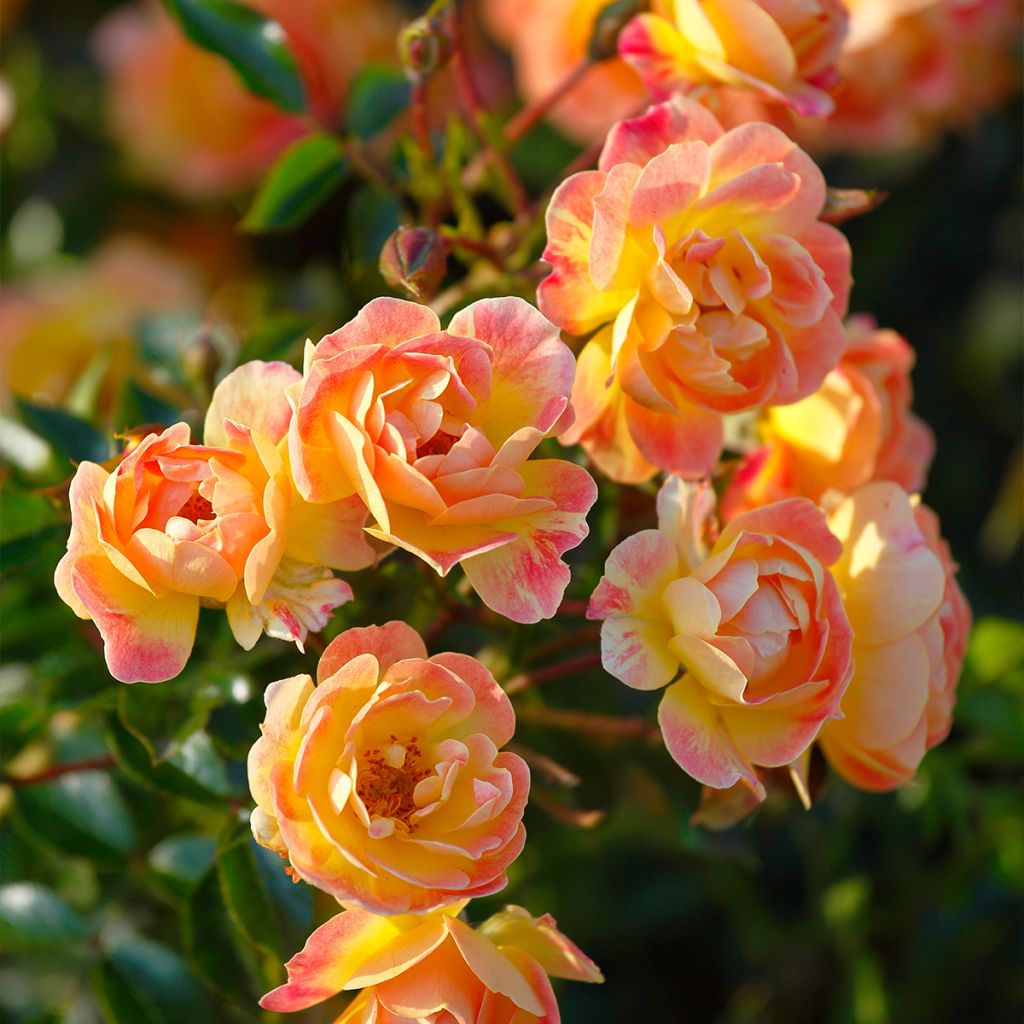 Rosier à fleurs groupées Bienenweide Fruity