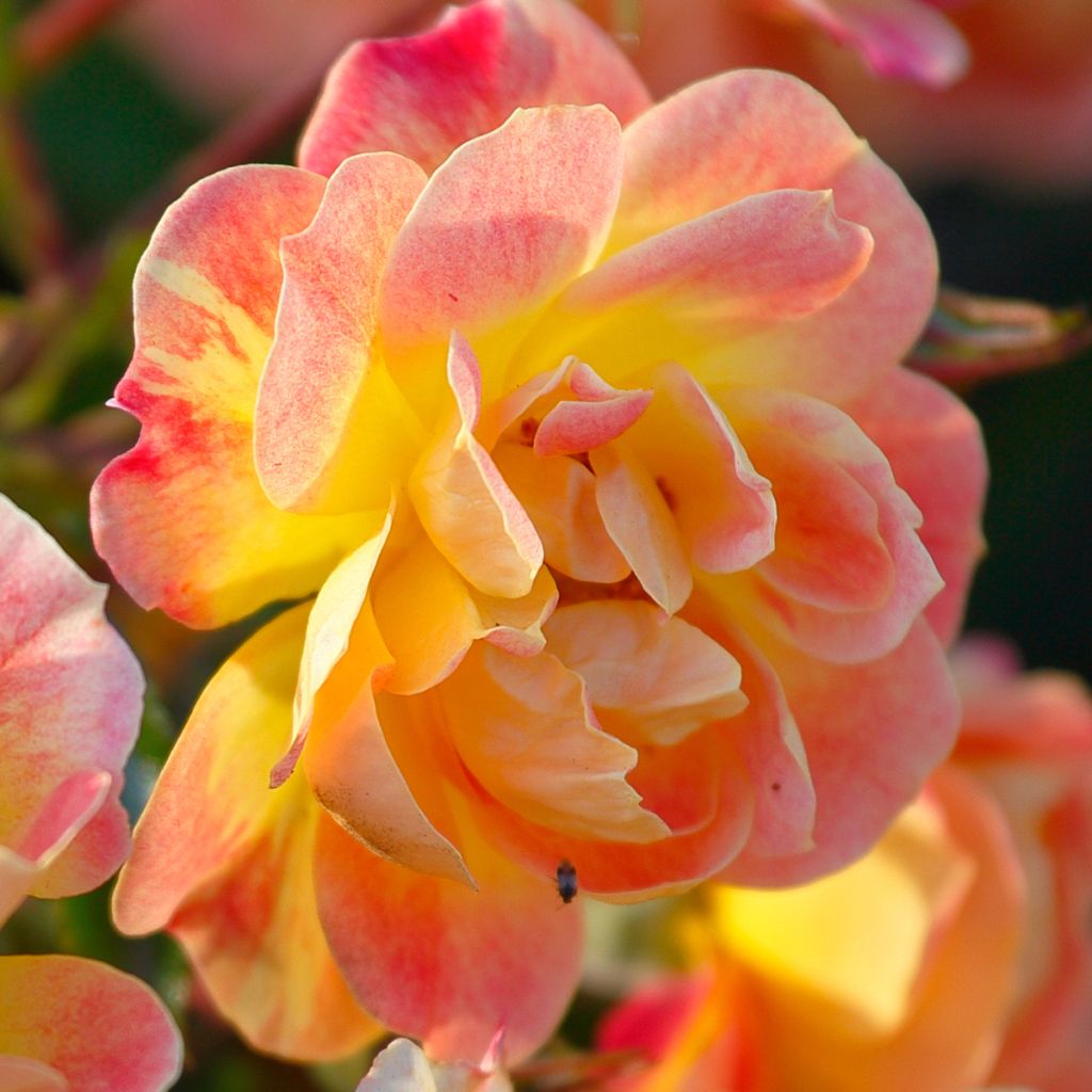 Rosier à fleurs groupées Bienenweide Fruity