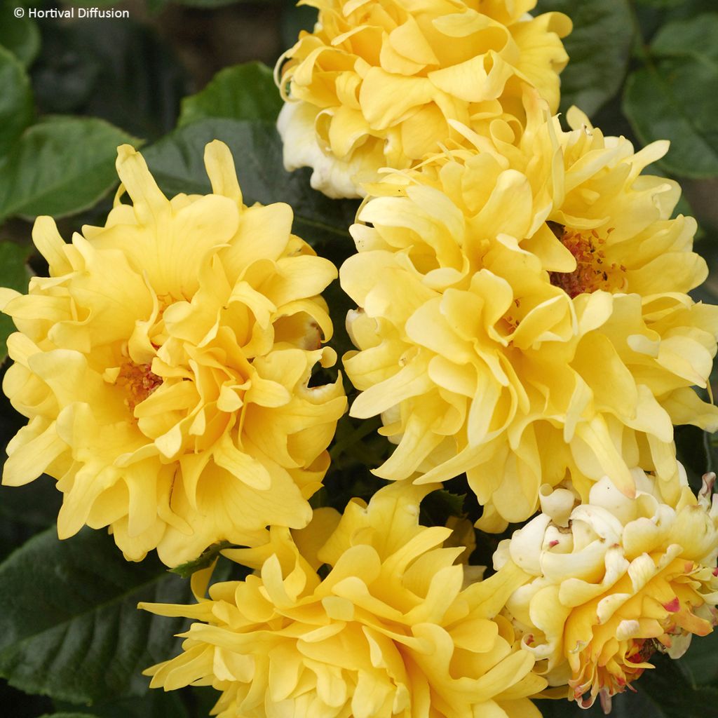 Rosa Golden Lady Ruffles - floribunda rose