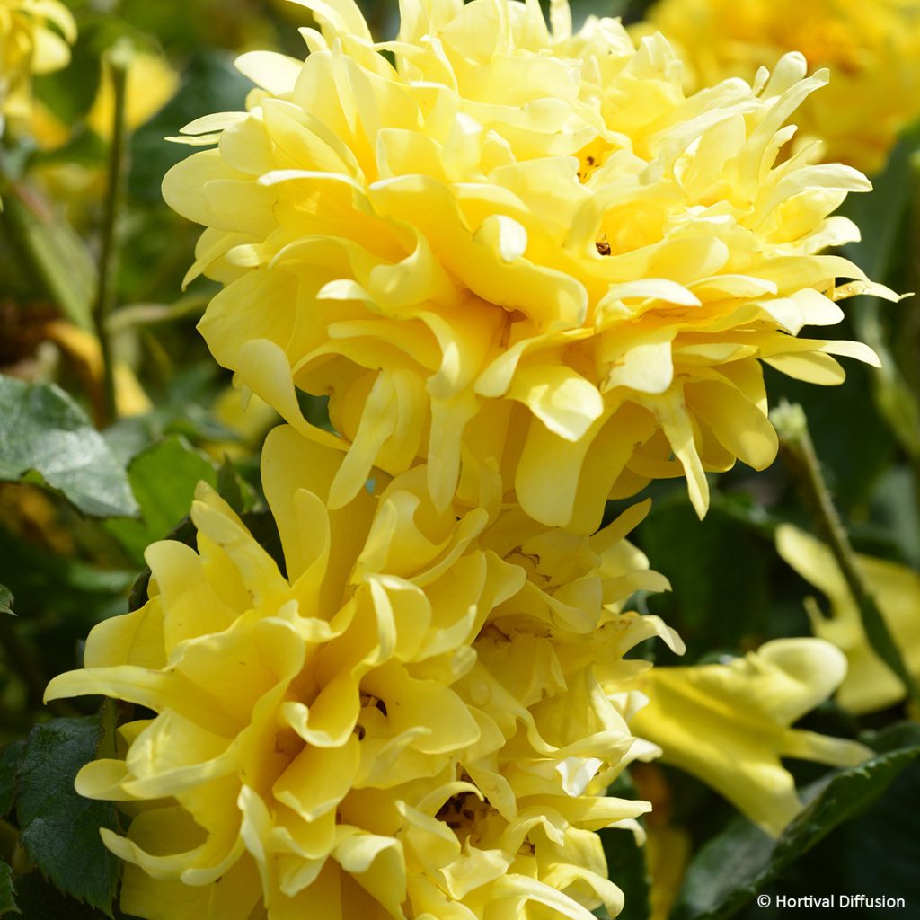 Rosa Golden Lady Ruffles - floribunda rose