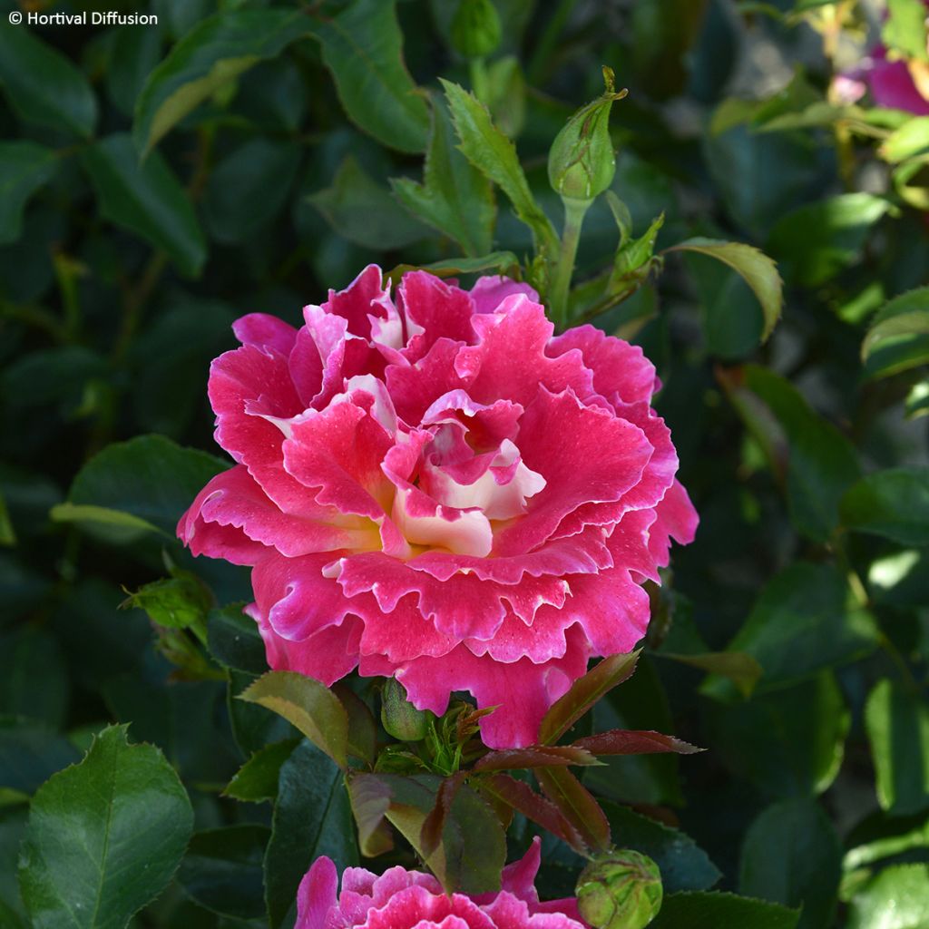 Rosa Pink Lady Ruffles - Hybrid tea rose