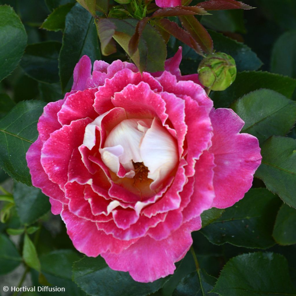 Rosa Pink Lady Ruffles - Hybrid tea rose