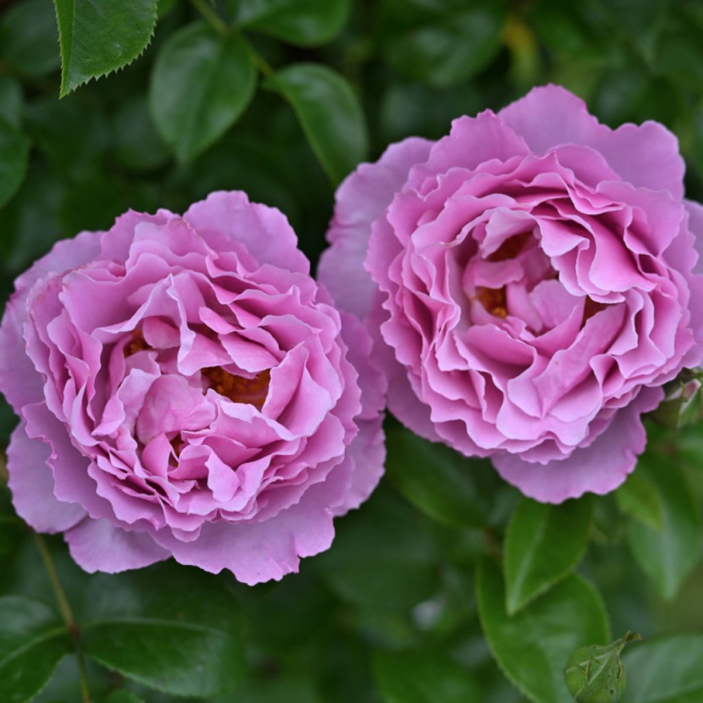  Rosa floribunda Alexandra David Neel - Floribunda Rose