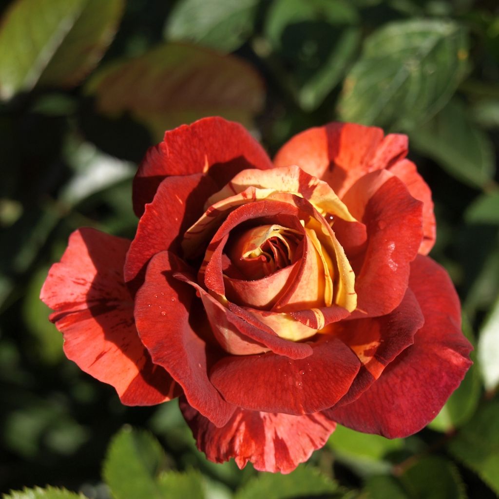 Rosa Poseidon 