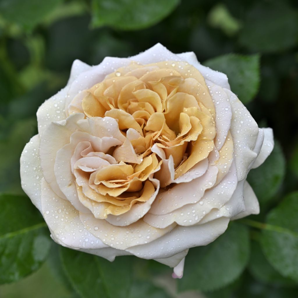 Rosa Rallye des Gazelles - Hybrid Tea Rose