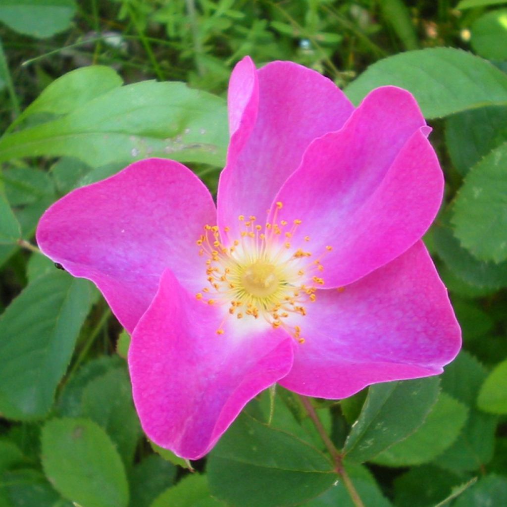 Rosa gallica - Gallic Rose