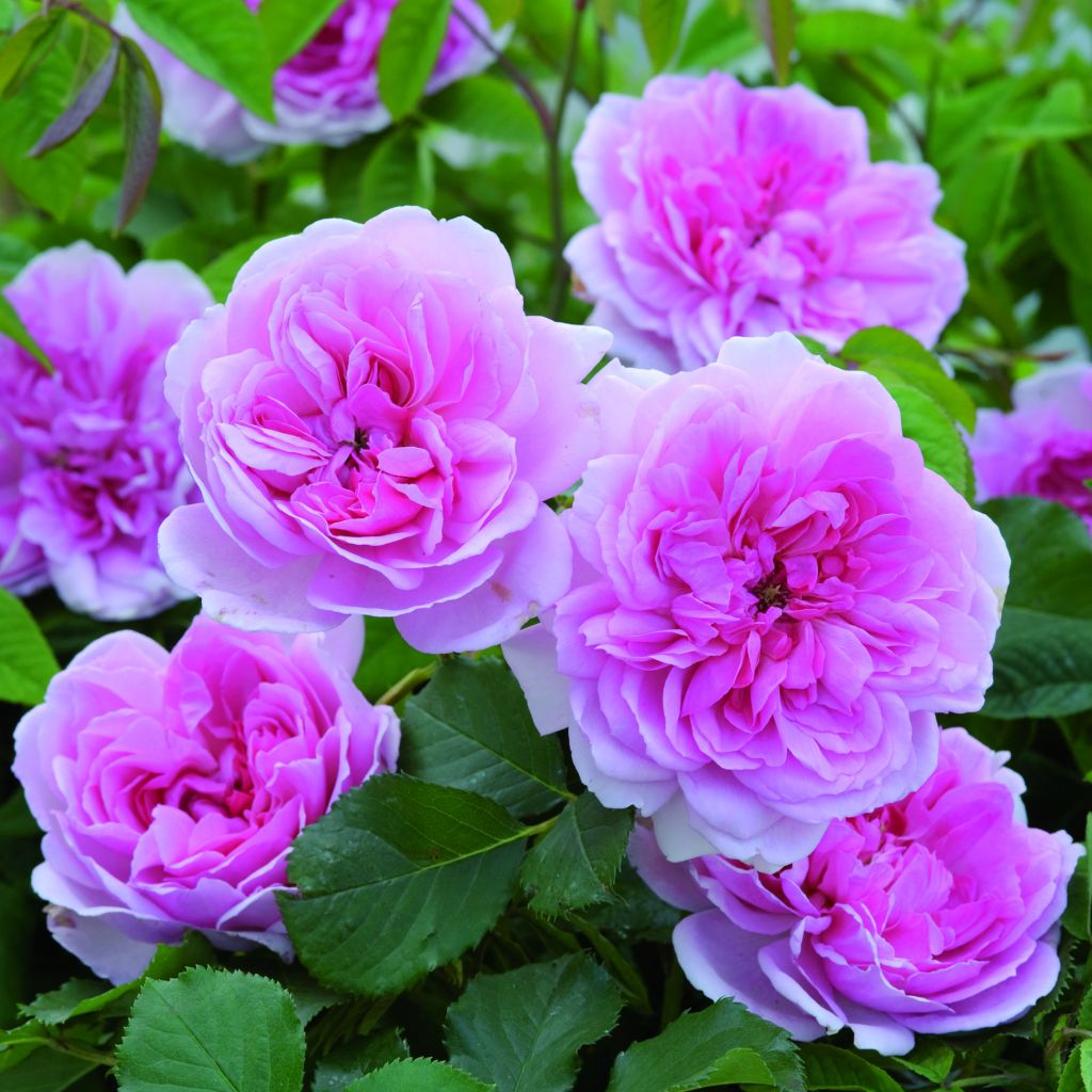 Rosa  Maid Marion - English Shrub Rose