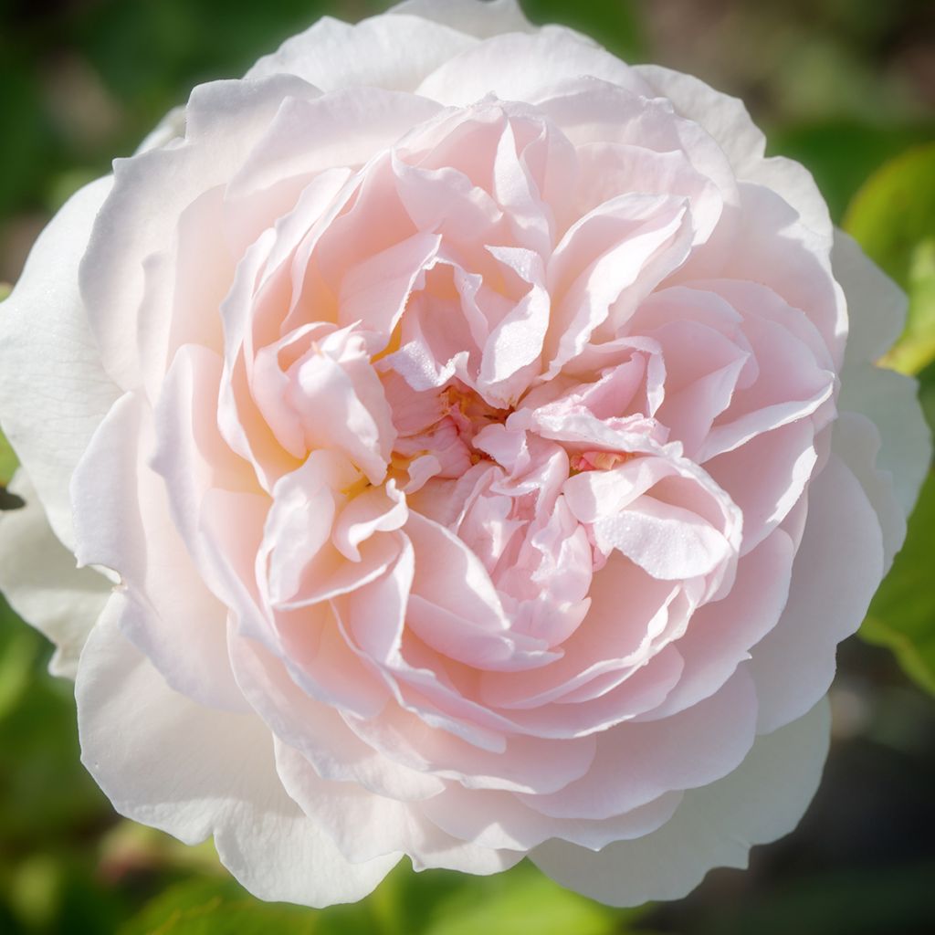 Rosa Elisabeth- English Rose