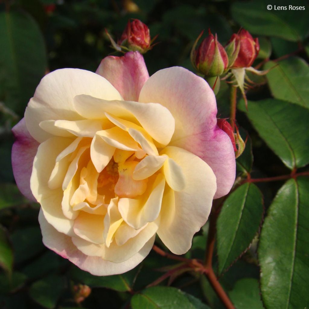 Rosa moschata Apricot Bells - Musk Rose