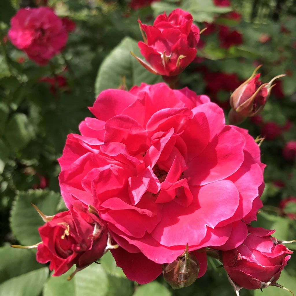 Rosier arbustif Cerise Bouquet