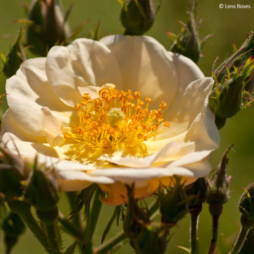 Rosa x moschata 'Omi Oswald' - Shrub Rose