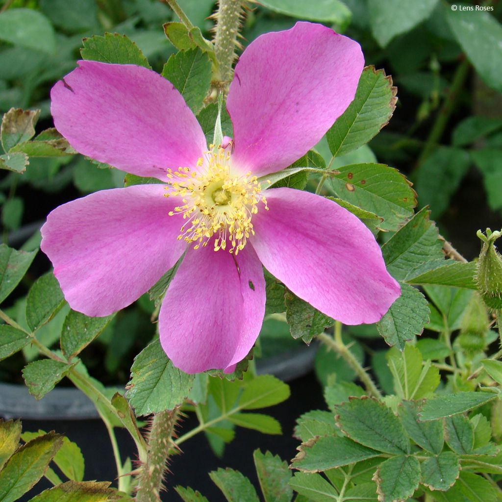 Rosa Pink Mystery - Shrub Rose