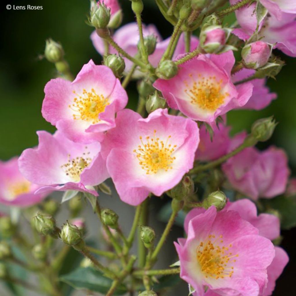 Rosa Rosy Boom 'Abellio' - Shrub Rose