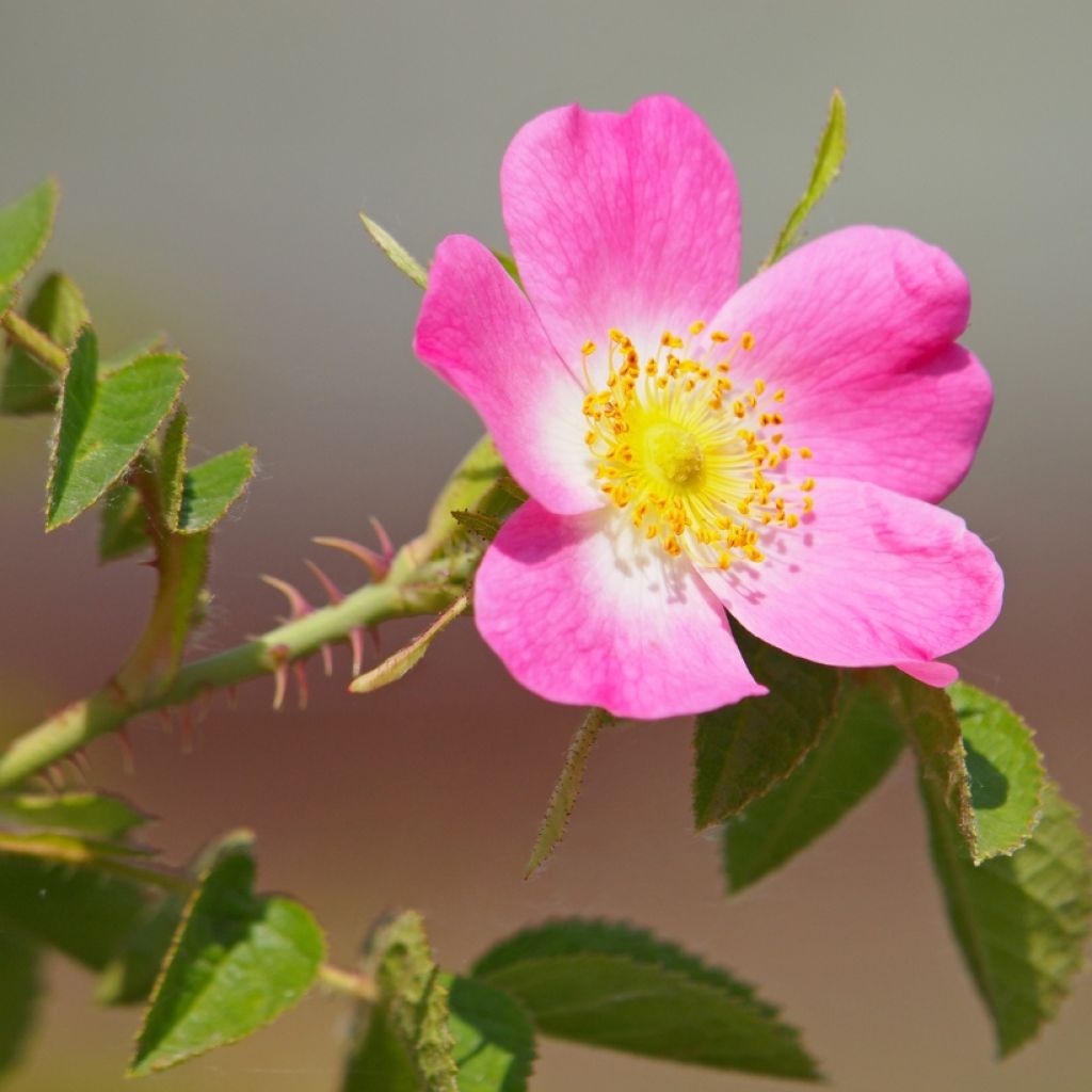 Rosa canina 