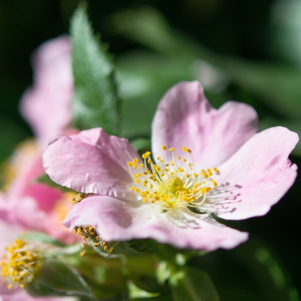 Rosa canina 