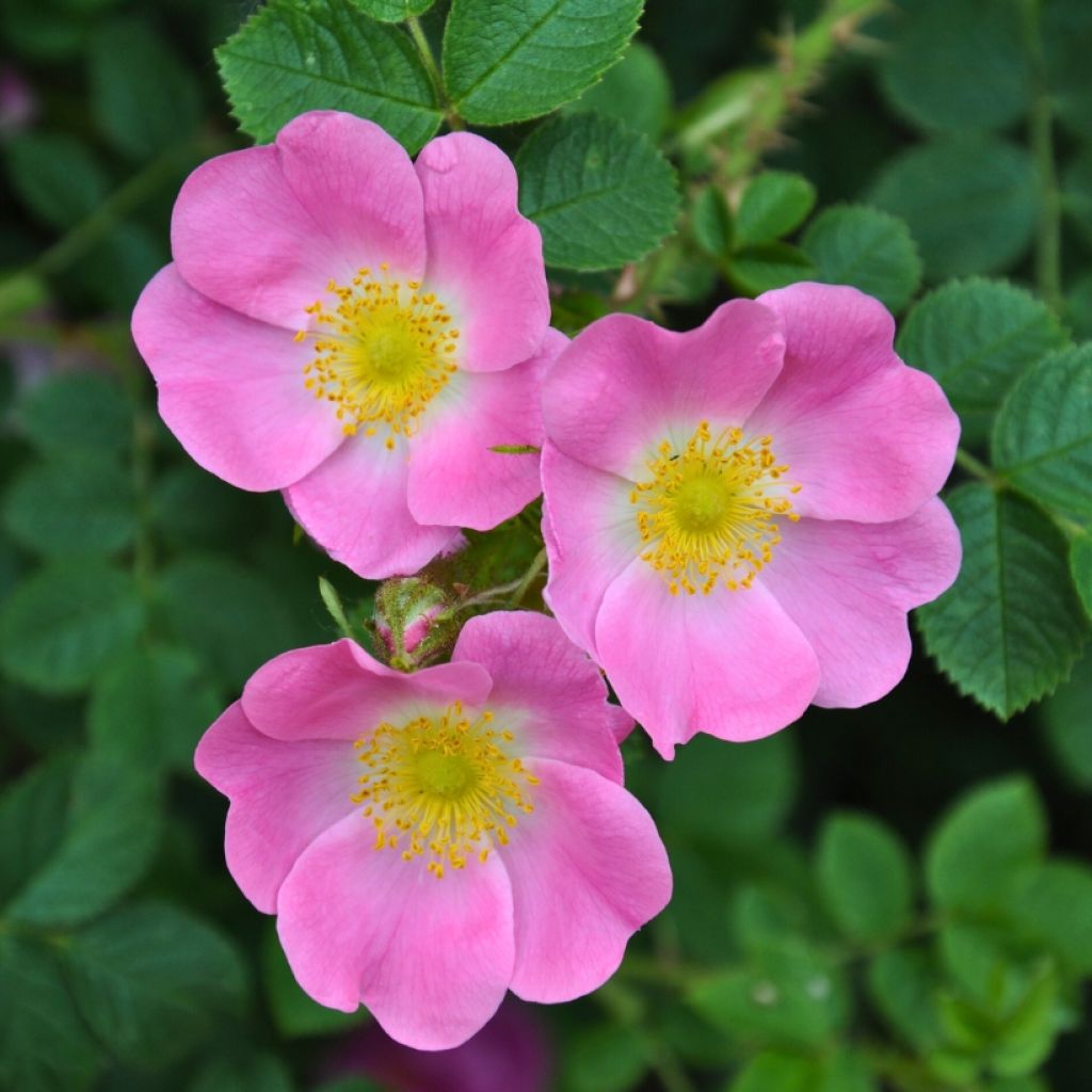 Rosa canina 