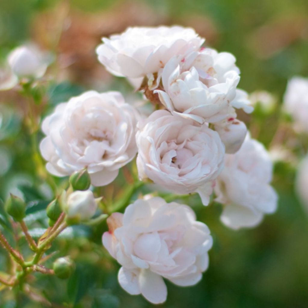 Rosa Crystal Fairy - Groundcover Rose