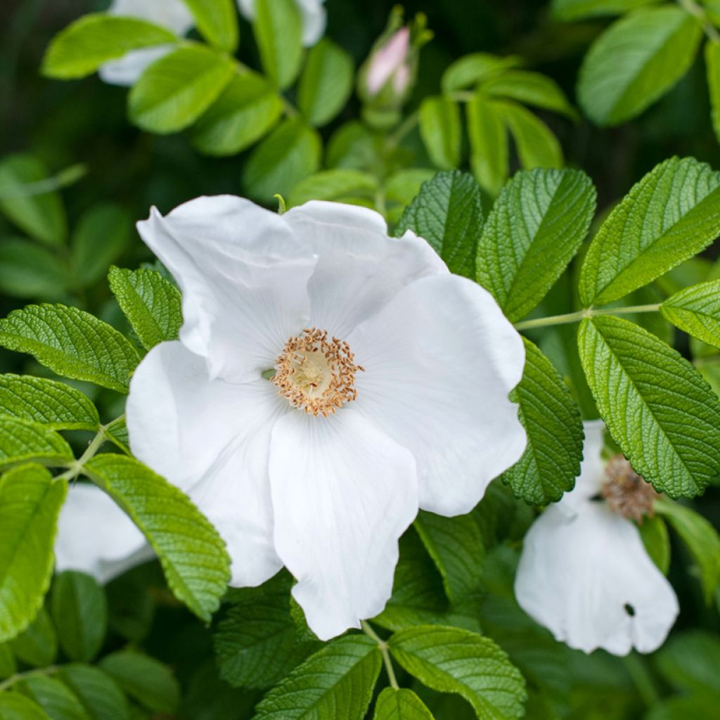 Rosa rugosa Alba - Japanese Rose