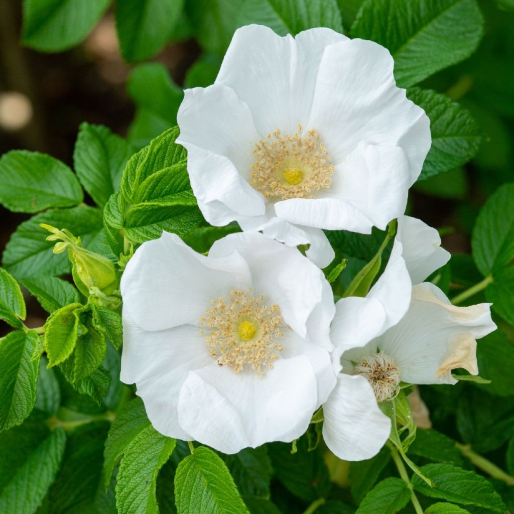 Rosa rugosa Alba - Japanese Rose