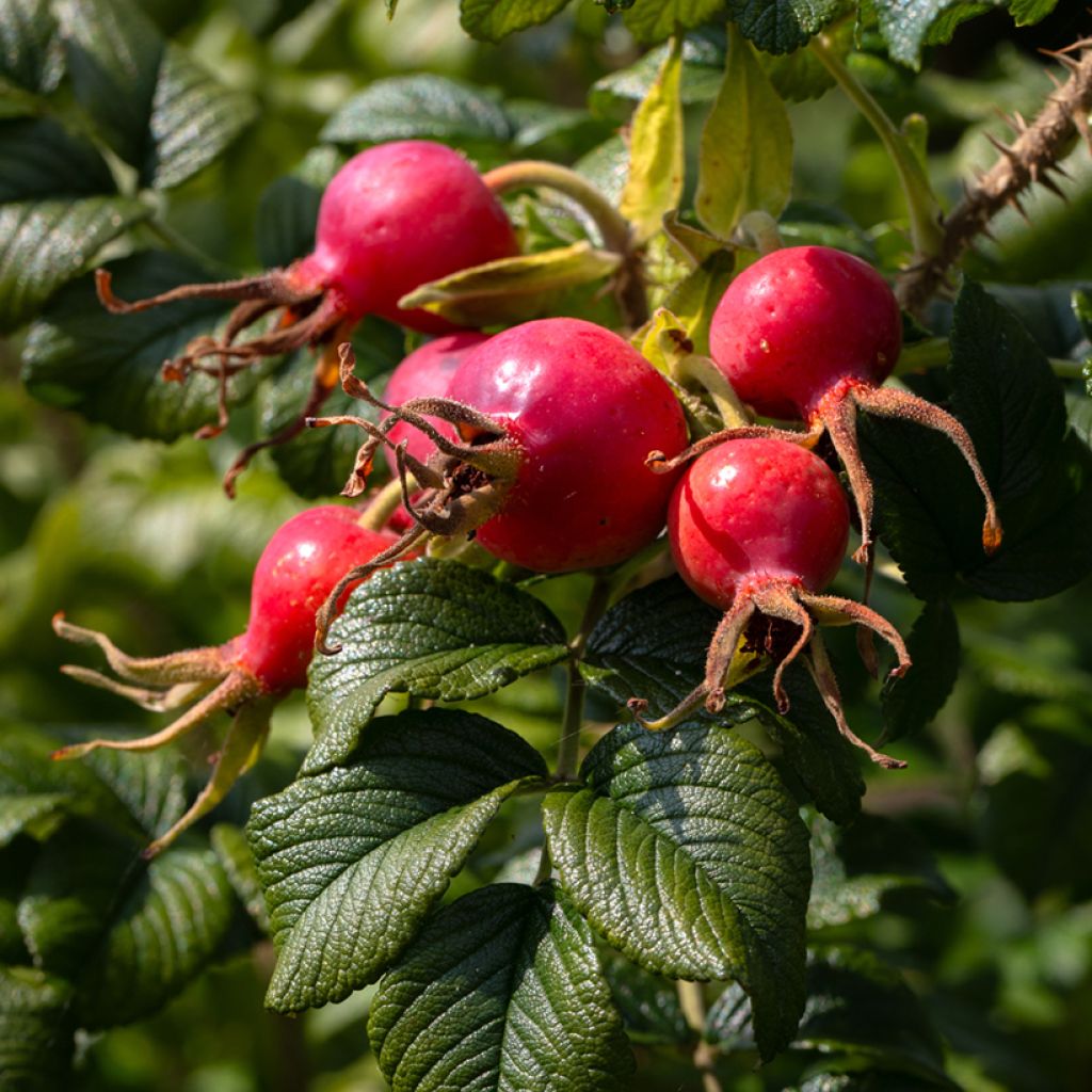 Rosa x rugosa 'Fru Dagmar Hastrup' - Rugosa Rose