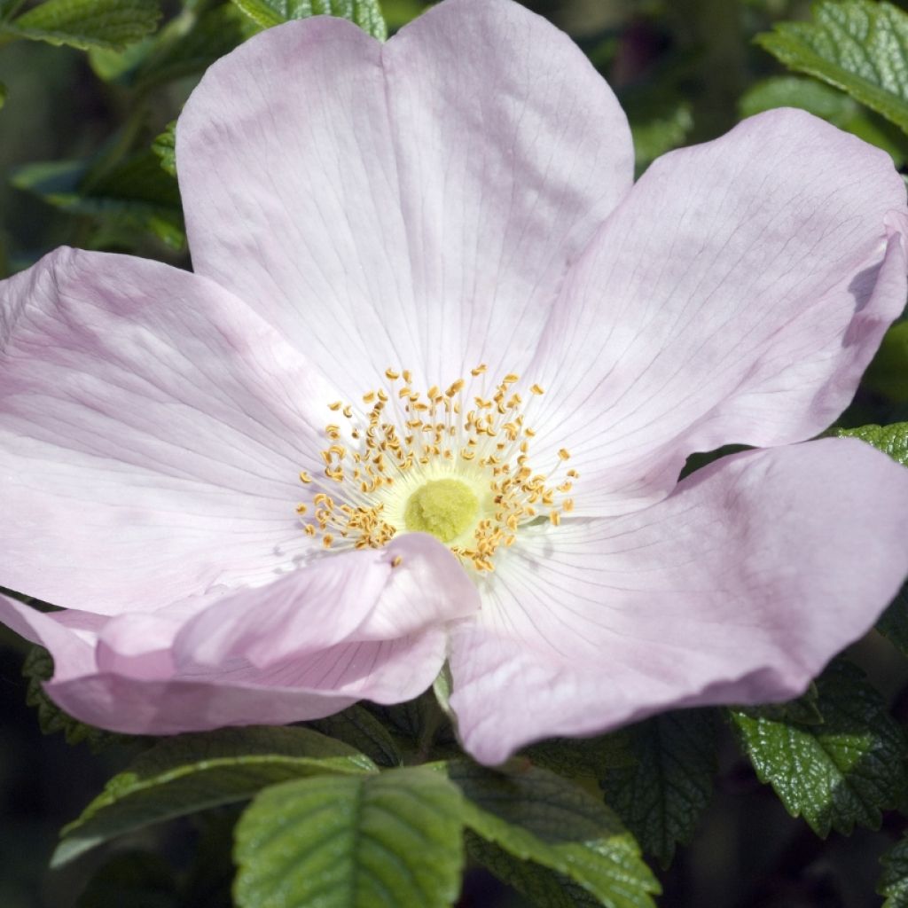 Rosa x rugosa 'Fru Dagmar Hastrup' - Rugosa Rose