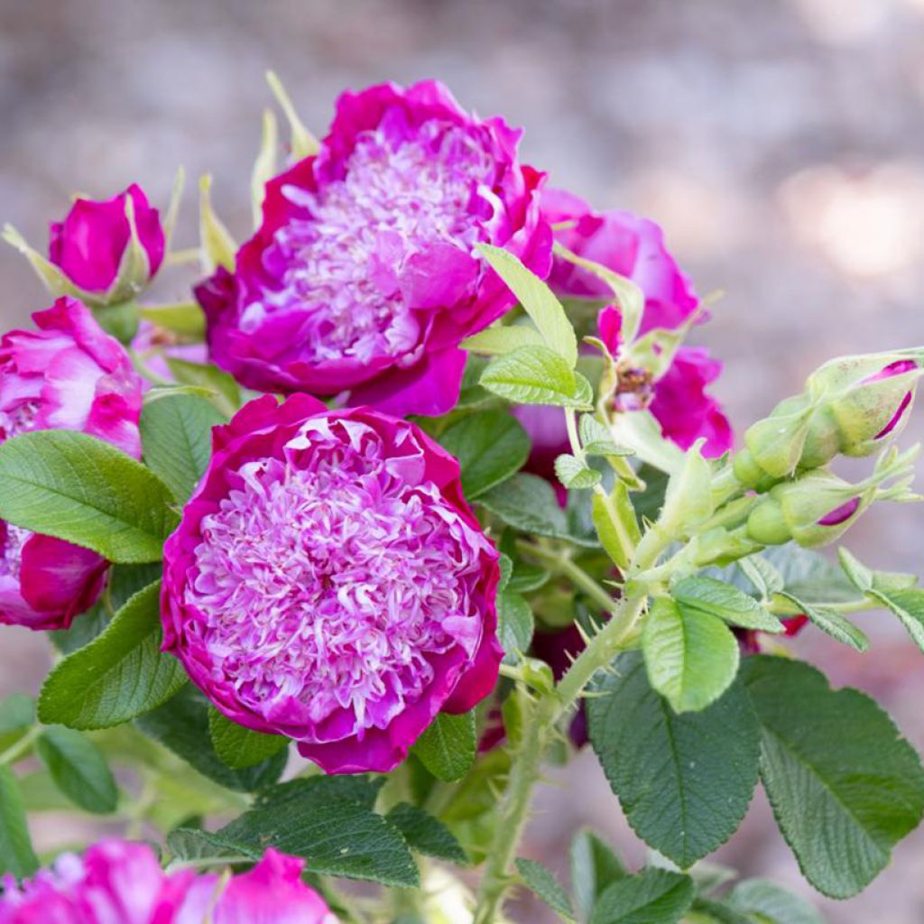 Rosa Pompom Perfume 